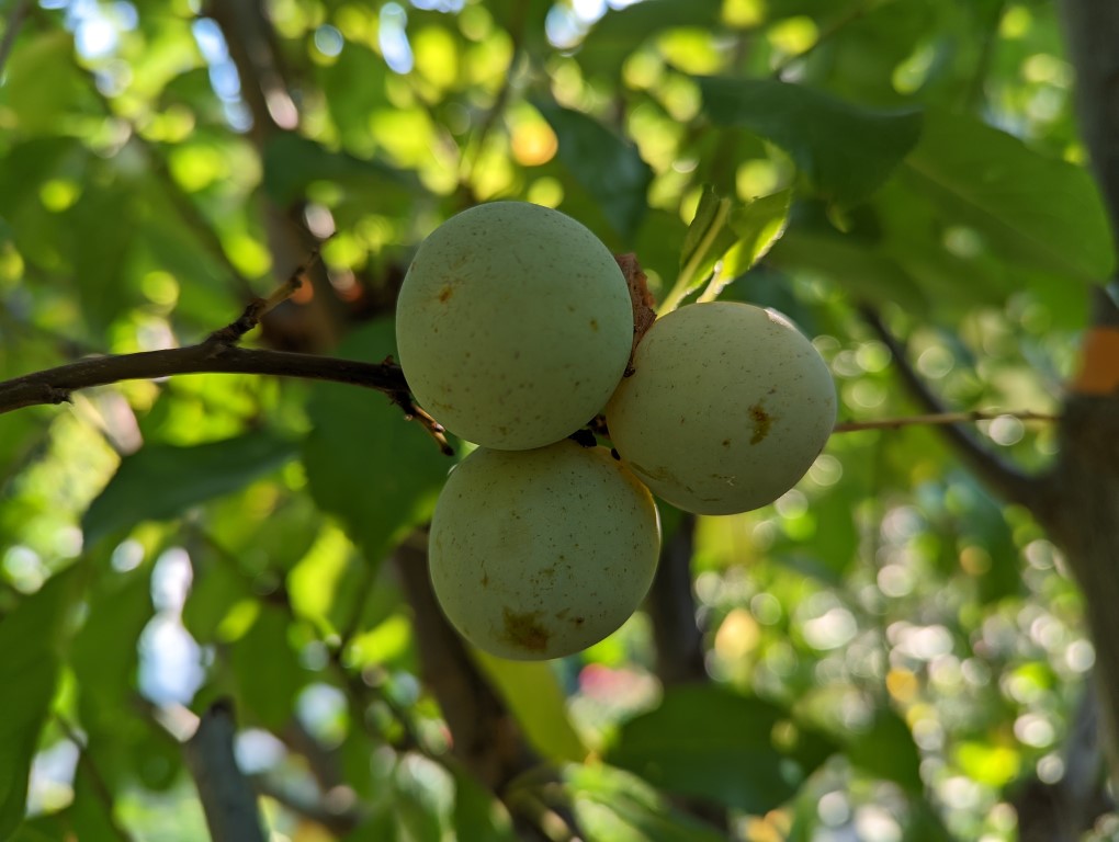 images/stories/virtuemart/product/Mirabelle de Nancy